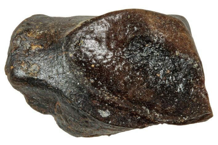 Fossil Triceratops Shed Tooth - Wyoming #358168